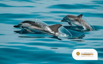 Une rencontre mémorable avec les dauphins à bord du providence
